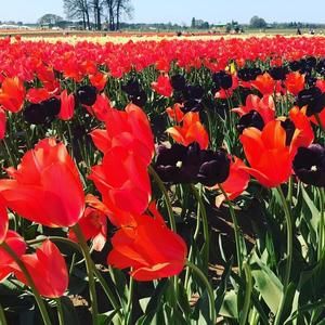 Meet your Posher, Gill